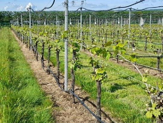 NIAB-resesarch-vineyard